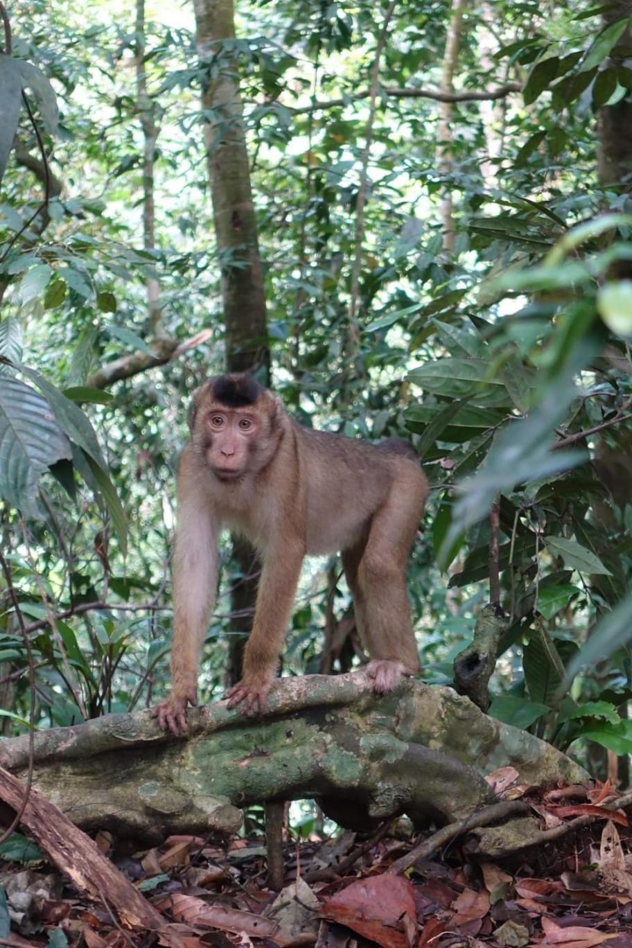 Magpie Homestay & Jungle Trekking Especially For Guest Trekking With Us Букит Лаванг Стая снимка