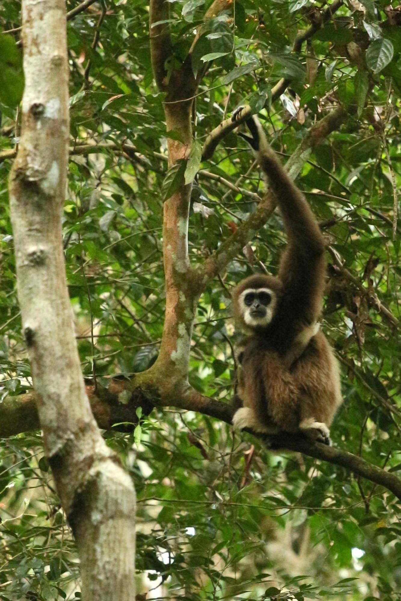 Magpie Homestay & Jungle Trekking Especially For Guest Trekking With Us Букит Лаванг Екстериор снимка
