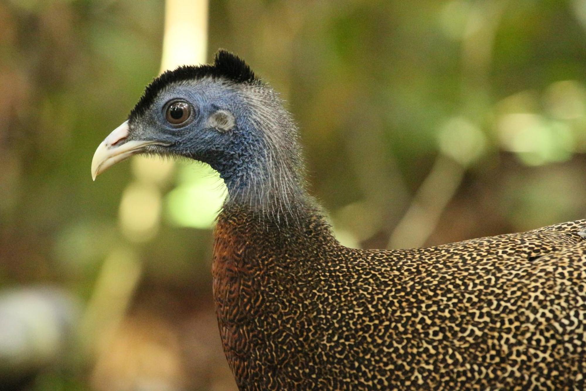 Magpie Homestay & Jungle Trekking Especially For Guest Trekking With Us Букит Лаванг Екстериор снимка