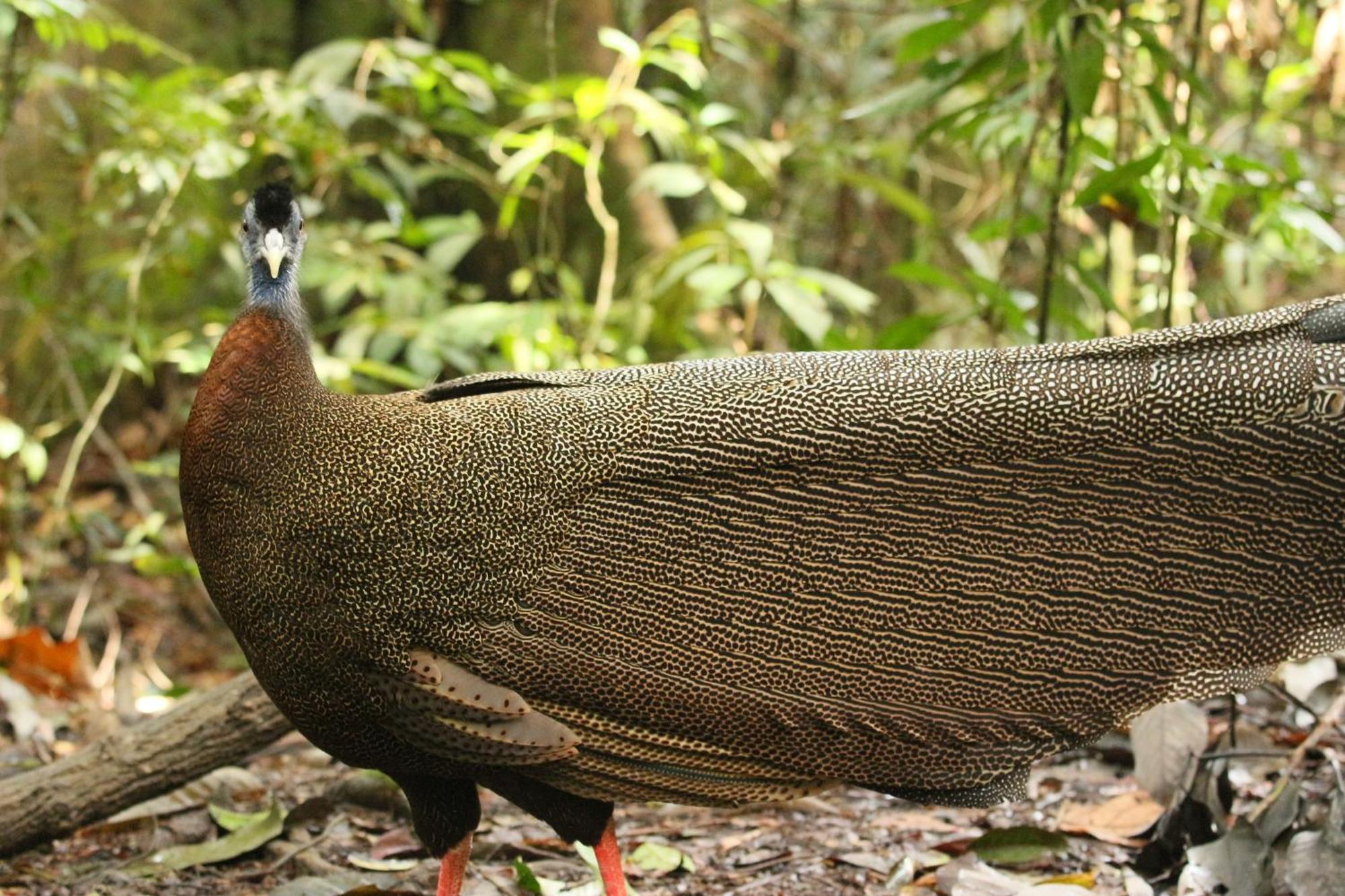 Magpie Homestay & Jungle Trekking Especially For Guest Trekking With Us Букит Лаванг Екстериор снимка