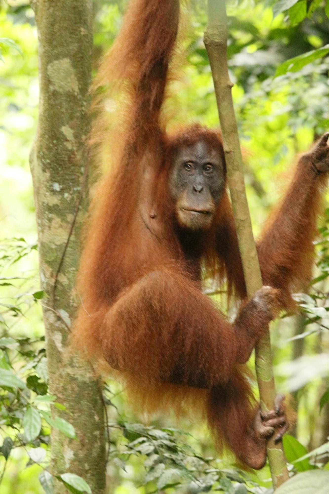 Magpie Homestay & Jungle Trekking Especially For Guest Trekking With Us Букит Лаванг Екстериор снимка