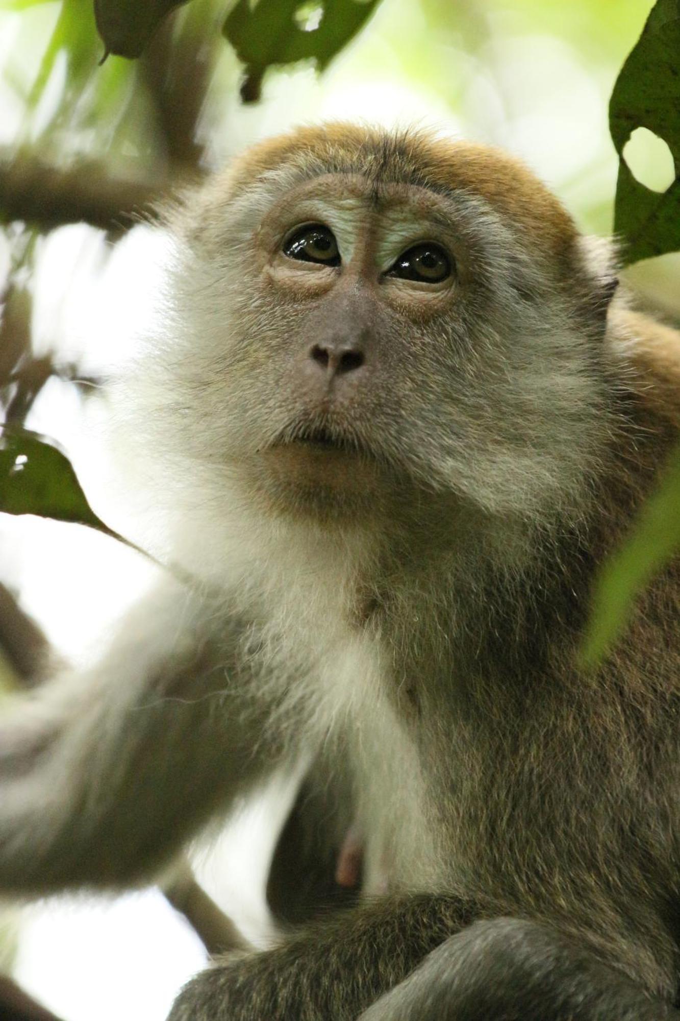 Magpie Homestay & Jungle Trekking Especially For Guest Trekking With Us Букит Лаванг Екстериор снимка