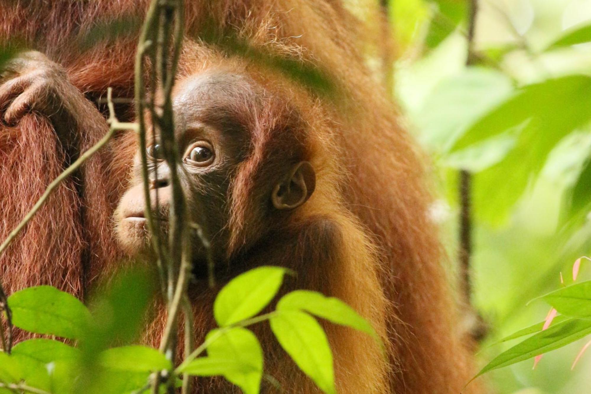 Magpie Homestay & Jungle Trekking Especially For Guest Trekking With Us Букит Лаванг Екстериор снимка