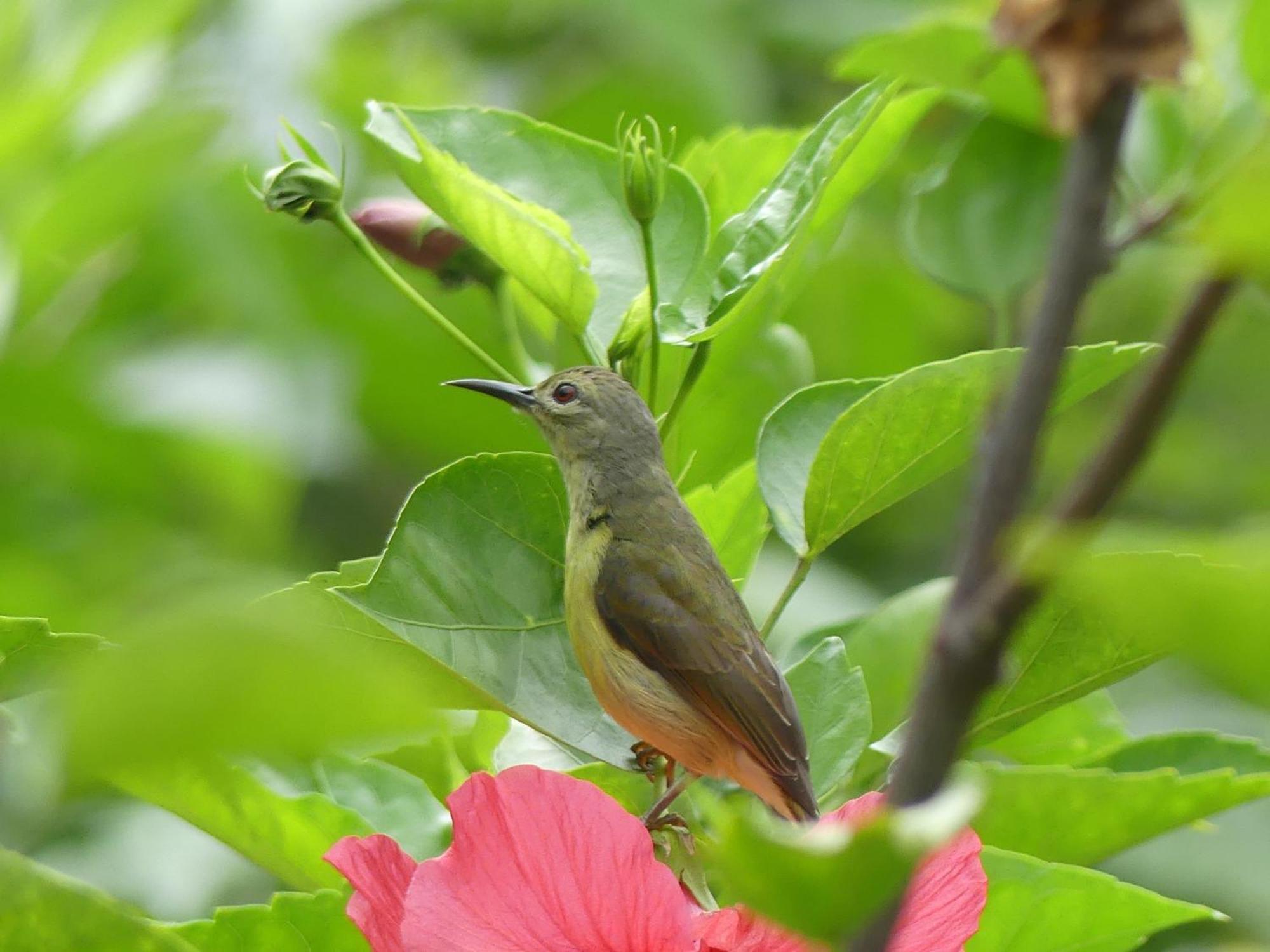 Magpie Homestay & Jungle Trekking Especially For Guest Trekking With Us Букит Лаванг Стая снимка